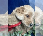 Small Photo #12 Goldendoodle Puppy For Sale in FLOWERY BRANCH, GA, USA