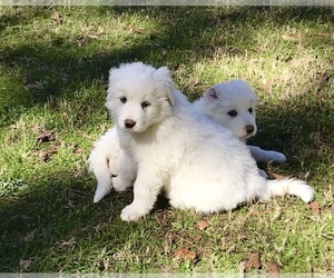 Great Pyrenees Puppy for sale in LUFKIN, TX, USA