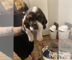 Basset Hound Puppy for sale in NORMAN, OK, USA