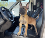 Puppy Nova Belgian Malinois