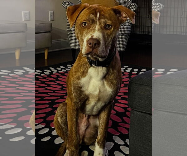 Medium Photo #1 American Staffordshire Terrier-Unknown Mix Puppy For Sale in Tarrytown, GA, USA