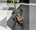 Small Doberman Pinscher