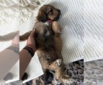 Small #18 Bernedoodle