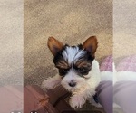 Small #2 Yorkshire Terrier
