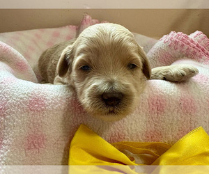 Goldendoodle (Miniature) Puppy for sale in ROY, UT, USA