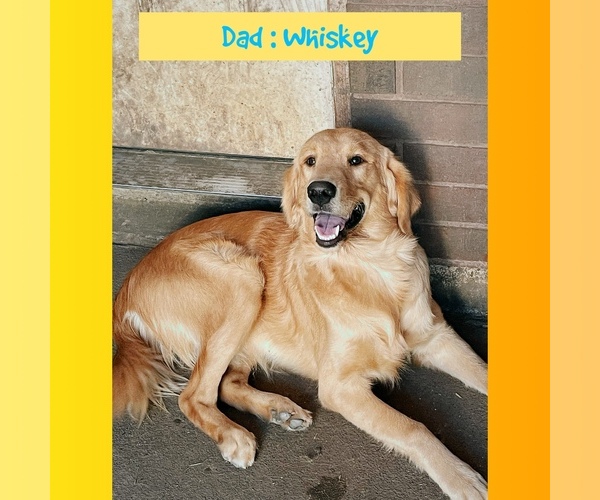 Medium Photo #1 Golden Retriever Puppy For Sale in SUGAR LAND, TX, USA