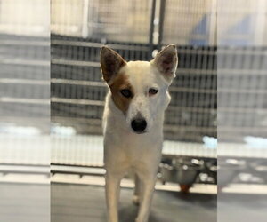 Texas Heeler-Unknown Mix Dogs for adoption in Visalia, CA, USA