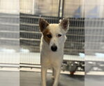 A257213 - Female Texas Heeler-Unknown Mix Dog for Adoption - Small photo