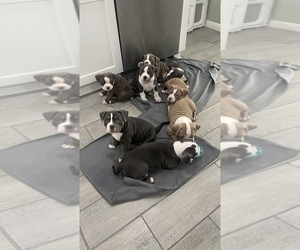 American Bully Puppy for sale in VIRGINIA BEACH, VA, USA