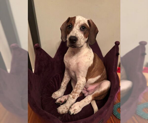 Medium Photo #6 English Coonhound-Labrador Retriever Mix Puppy For Sale in Canal Winchester, OH, USA