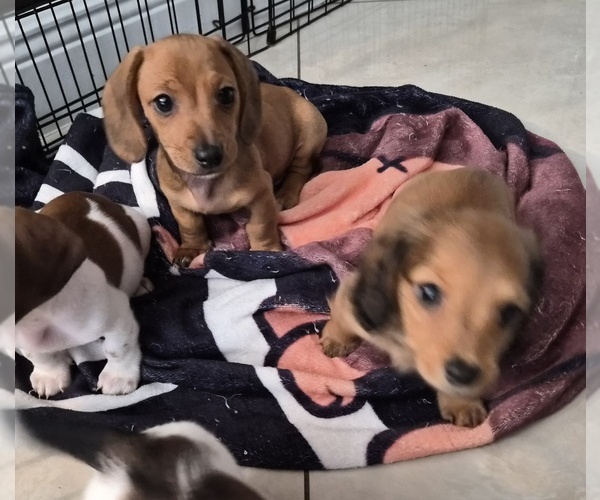 Medium Photo #1 Dachshund Puppy For Sale in SAINT CLOUD, FL, USA