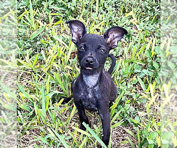 Medium Photo #2 Mutt Puppy For Sale in New York, NY, USA