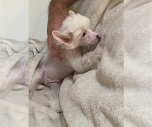 Chinese Crested Puppy for sale in MIAMI, FL, USA