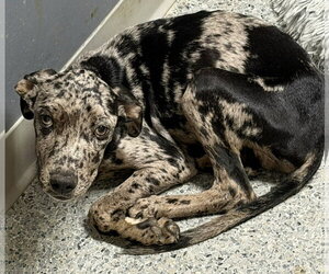 Franklin - Male Mutt Dog for Adoption