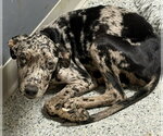 Franklin - Male Mutt Dog for Adoption - Small photo