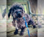 Small #3 Mutt