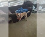 Small #1 Labrador Retriever Mix