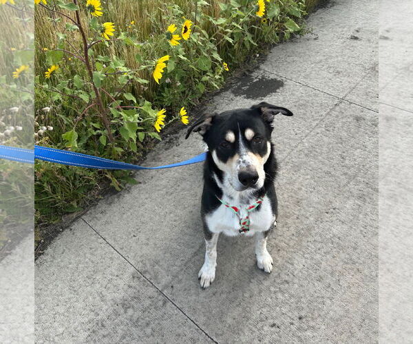 Medium Photo #3 Mutt Puppy For Sale in Fargo, ND, USA