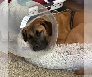 Montreal - Female Mutt Dog for Adoption - Photo #15