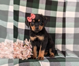 Rottweiler Puppy for sale in CHRISTIANA, PA, USA