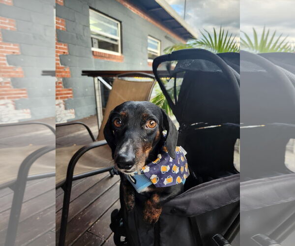 Medium Photo #3 Dachshund Puppy For Sale in Fruitland, SC, USA