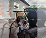 Small #2 Dachshund