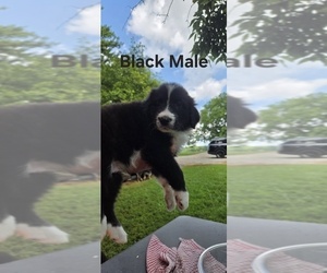 Medium English Shepherd