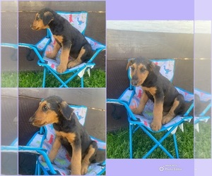 Airedale Terrier Puppy for sale in N PARKERSBURG, WV, USA