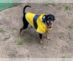 Small Photo #2 Miniature Pinscher Puppy For Sale in Muskegon, MI, USA