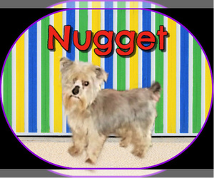 Father of the Yorkipoo puppies born on 06/10/2026
