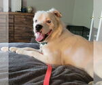 Small Great Pyrenees Mix