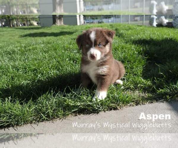Medium Photo #1 Miniature American Shepherd Puppy For Sale in PASCO, WA, USA