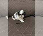 Image preview for Ad Listing. Nickname: Male puppy 1