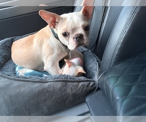Mother of the Boston Terrier puppies born on 08/19/2026