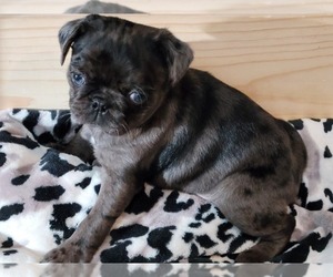 Pug Puppy for sale in COLDWATER, MI, USA