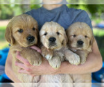 Small Photo #8 Golden Retriever Puppy For Sale in PRINCEVILLE, IL, USA