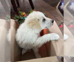 Small #5 Great Pyrenees