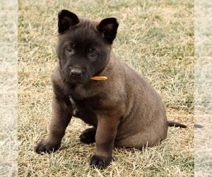 Belgian Malinois Puppy for sale in STRASBURG, PA, USA