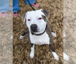 Mutt Dogs for adoption in Glen Allen, VA, USA