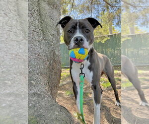 AC - Ripple - Male American Pit Bull Terrier-Beagle Mix Dog for Adoption - Photo #40
