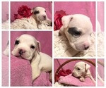 Small Photo #3 American Pit Bull Terrier Puppy For Sale in HIALEAH, FL, USA