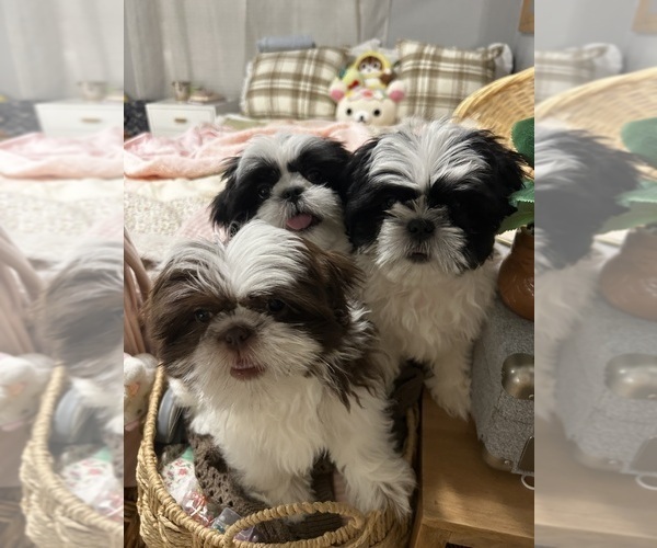Medium Photo #1 Shih Tzu Puppy For Sale in HOUSTON, TX, USA