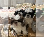 Small Shih Tzu