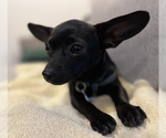 Small #3 Chihuahua Mix