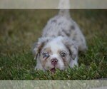Small Photo #3 Bulldog Puppy For Sale in TEXAS CITY, TX, USA