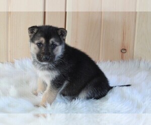 German Shepherd Dog-Siberian Husky Mix Puppy for sale in FREDERICKSBURG, OH, USA