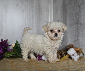 Cavachon Puppy for sale in DRESDEN, OH, USA