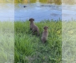 Small Photo #12 Chesapeake Bay Retriever Puppy For Sale in BOAZ, AL, USA