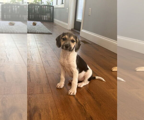 Medium Photo #1 Beagle-Unknown Mix Puppy For Sale in Springdale, PA, USA