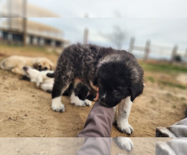 Medium Photo #8 Anatolian Shepherd Puppy For Sale in CUMBY, TX, USA